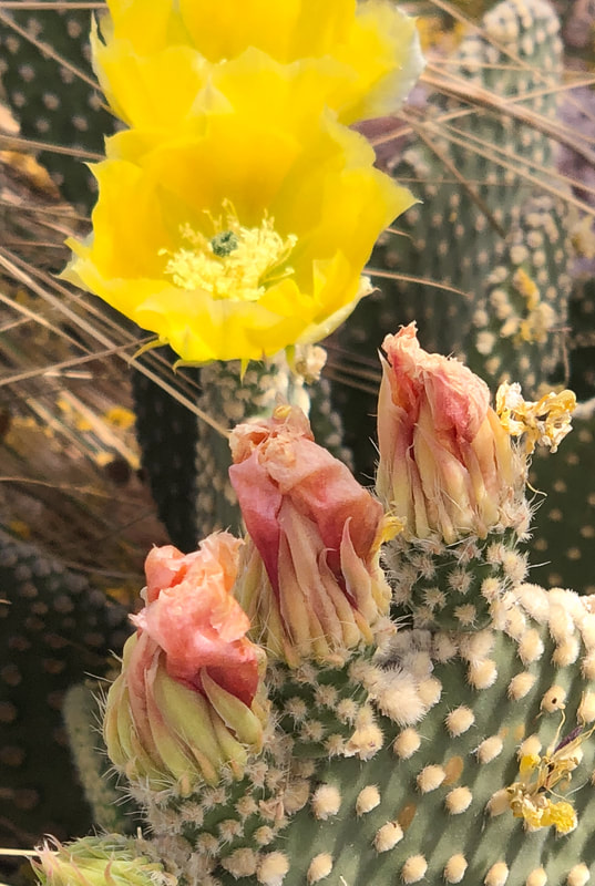Prickly Pear flowers blooming in central Arizona