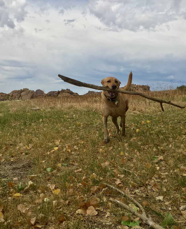 a yellow lab running with a huge stick