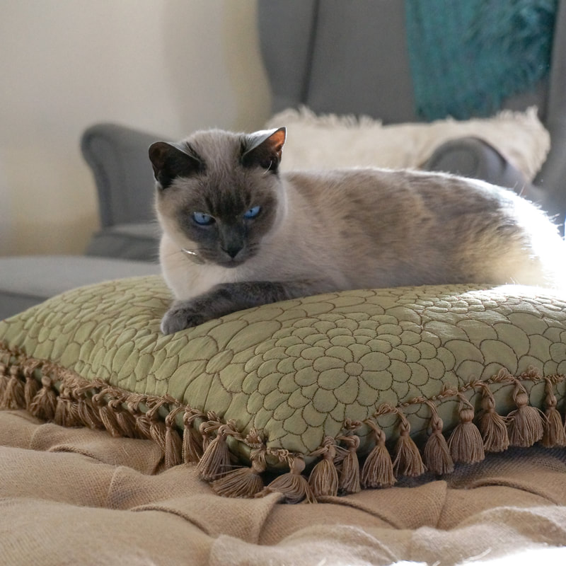 kitty on a pillow