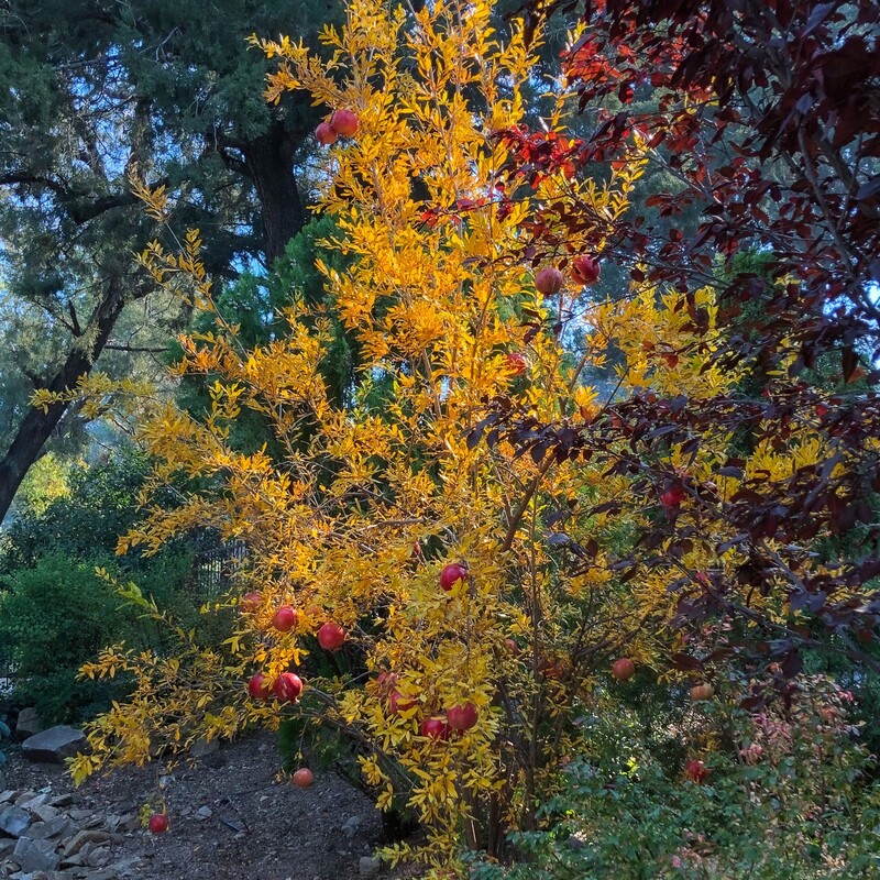 pomegranate tree glowing in autumn full of ripe fruit