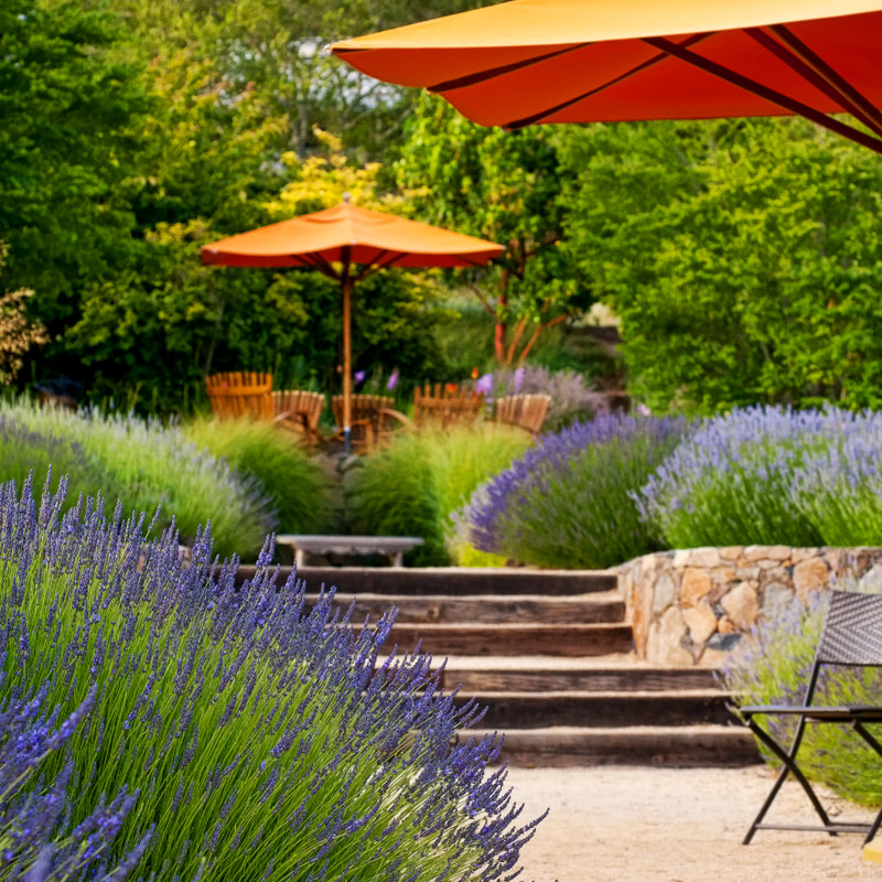 a garden with lavendar and umbrellas