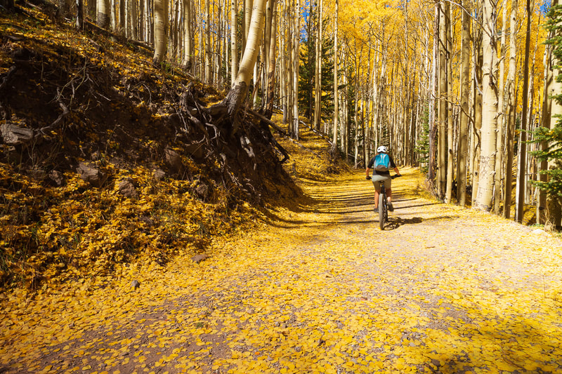 A mountain biker exploring a wooded trail surrounded by yellow aspens
