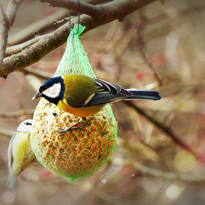 birds enjoying fresh bird seed in winter