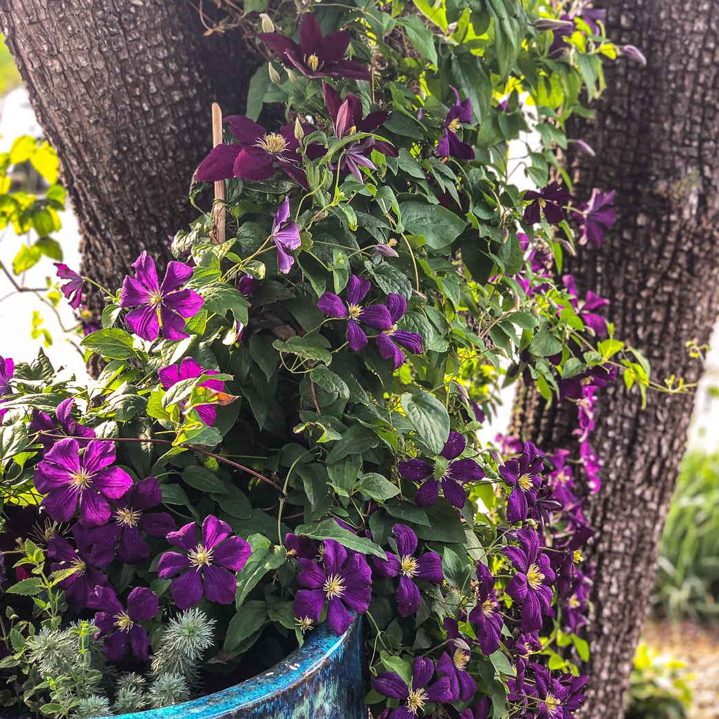 Two clematis vines growing in a large pot