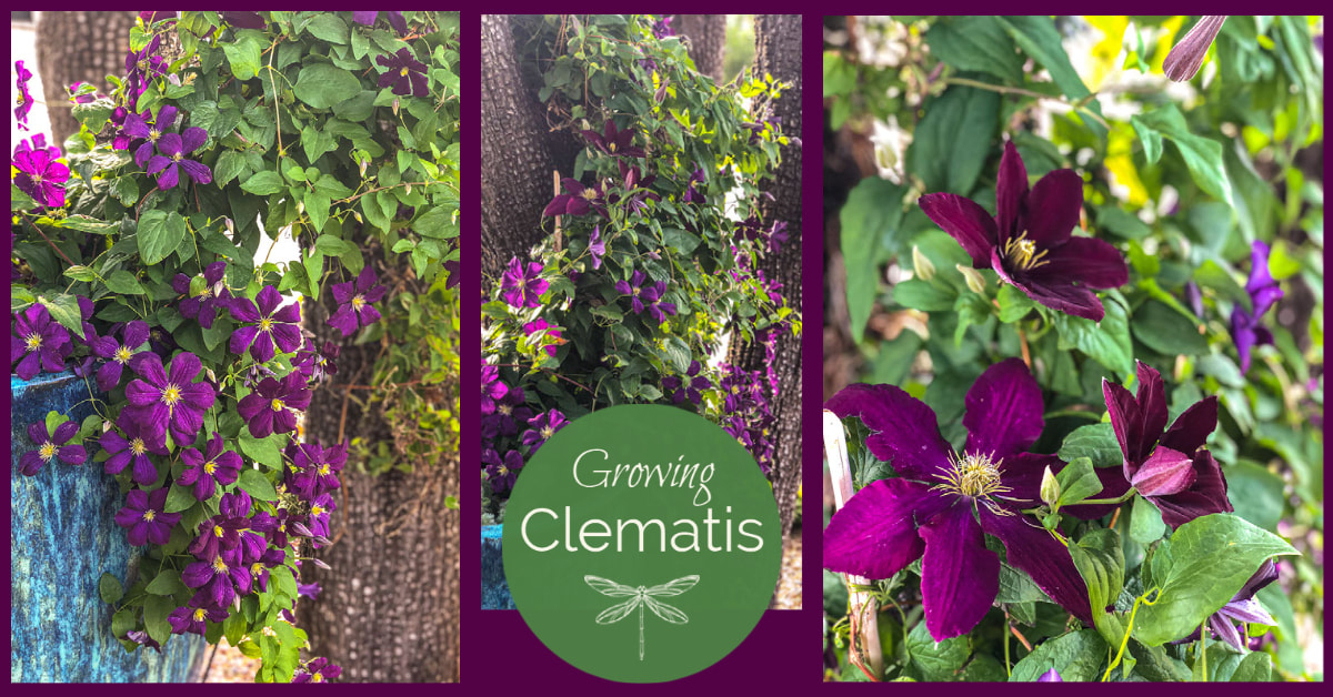 How to grow clematis in the high desert