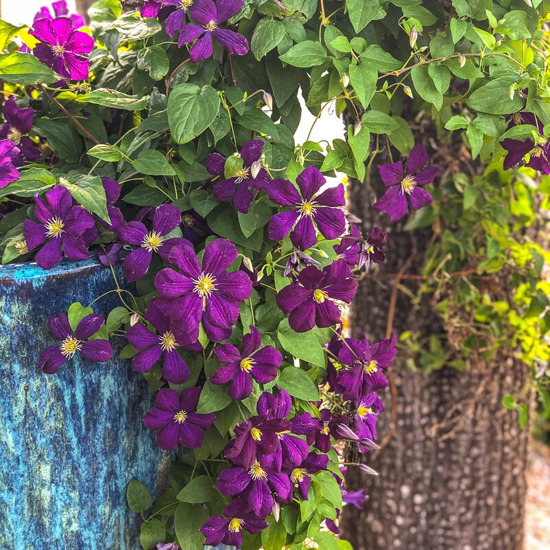 Clematis jackmannii growing in a large ceramic pot under an old Juniper