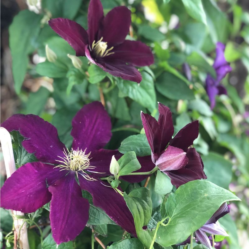 clematis vine with purple flowers