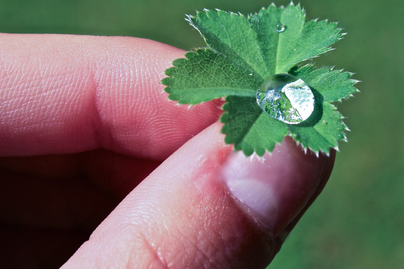 A clover with a droplet of water 