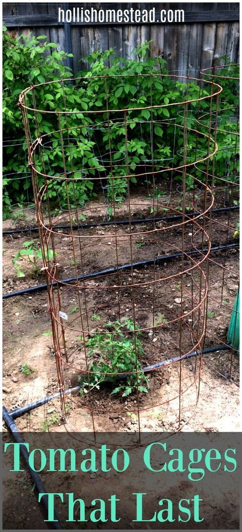 remesh in a circle with tomatoes growing inside