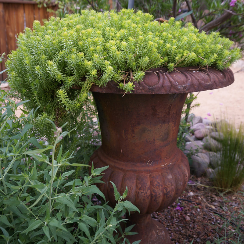 An italian style tall planter filled with succulents