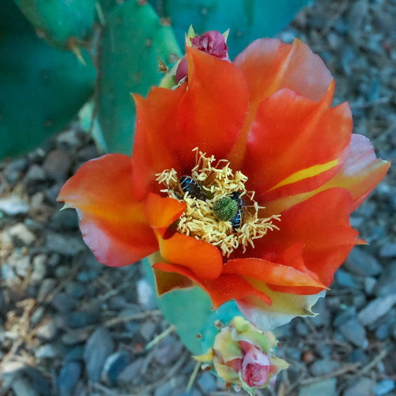 Engelman's prickly pear blossom with honey bees