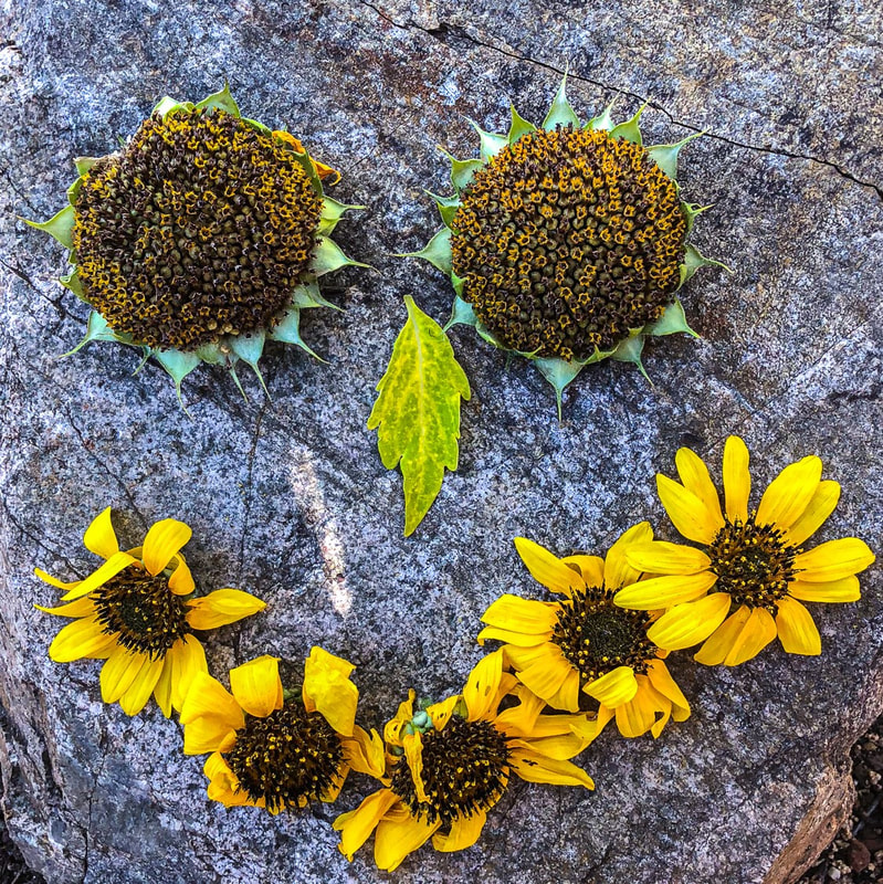 happy sunflower face on a boulder