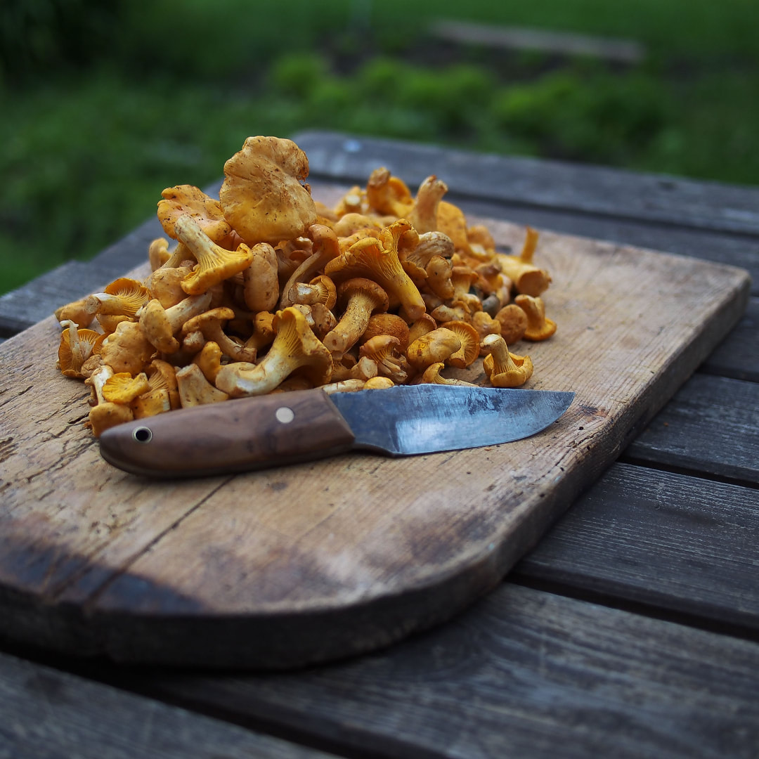 an old cutting board filled with wild chanterelle ready to be cleaned