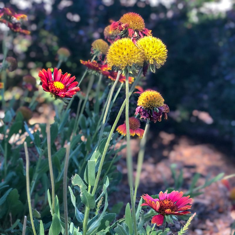Gaillardia wildflowers growing in a Prescott, AZ garden