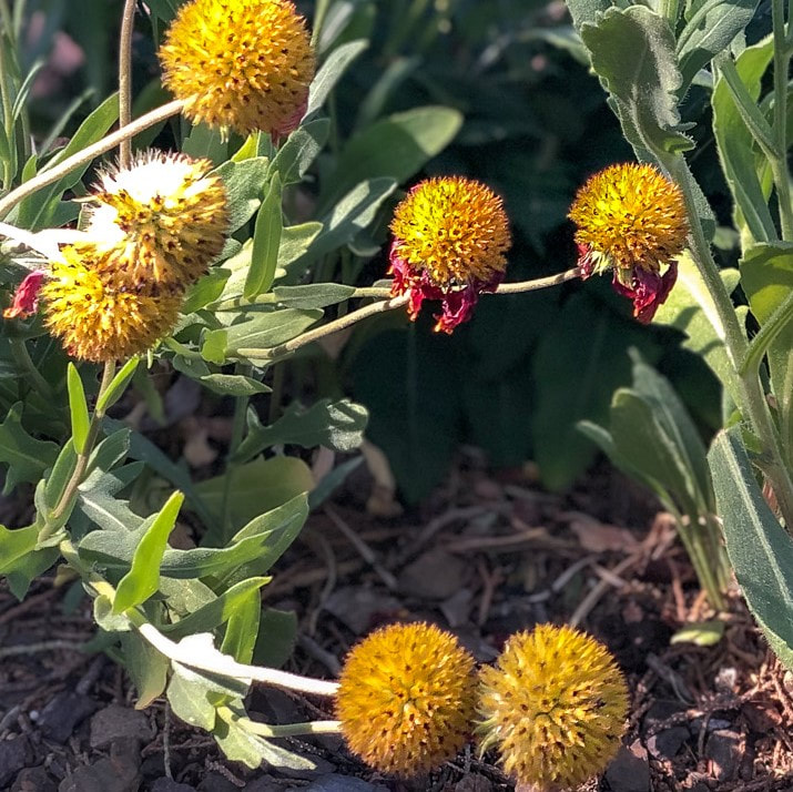 Blanket flower seed pods are as pretty as the flowers