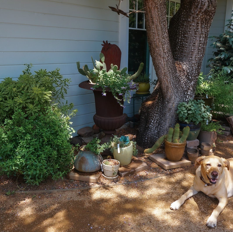 A casual side garden of pots and cactus with a happy yellow dog