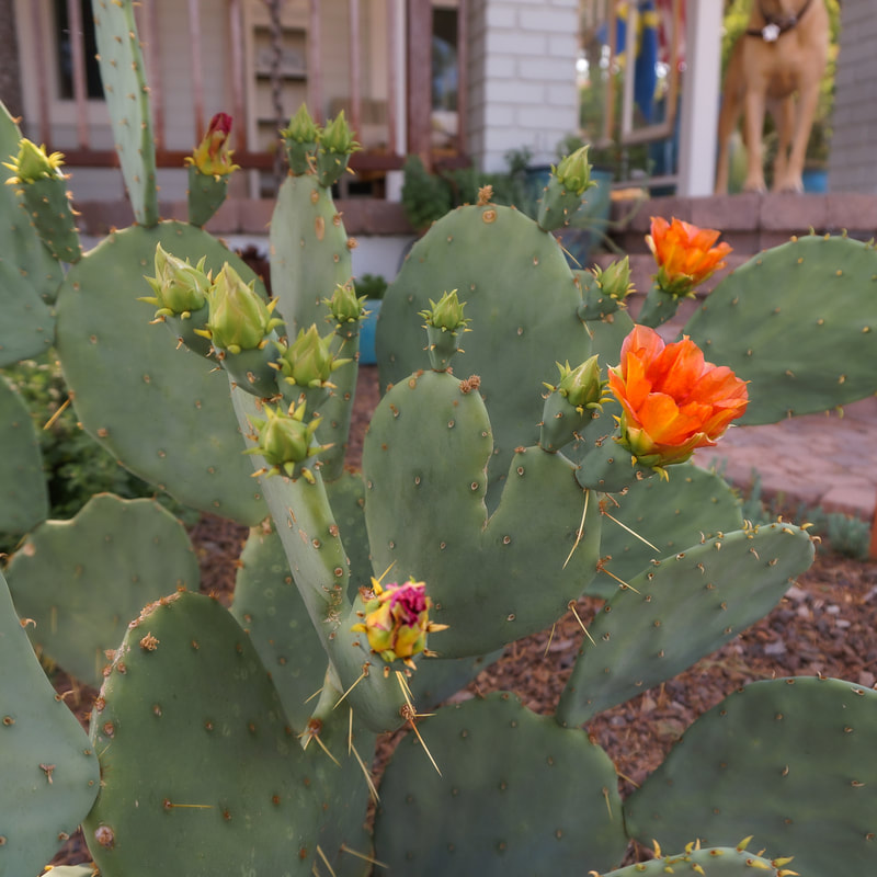 Engelman's prickly pear growing at Juniper Hill Cottage
