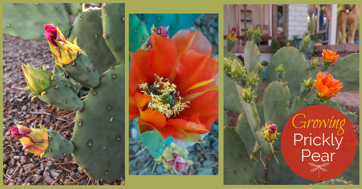 Growing Prickly Pear in the high desert
