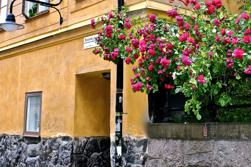 Flower pots are everywhere - tiny gardens - in Sweden