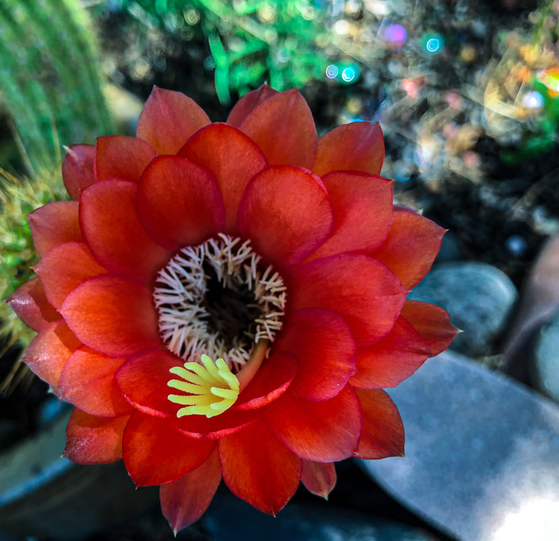Bright red cactus bloom up close in my garden