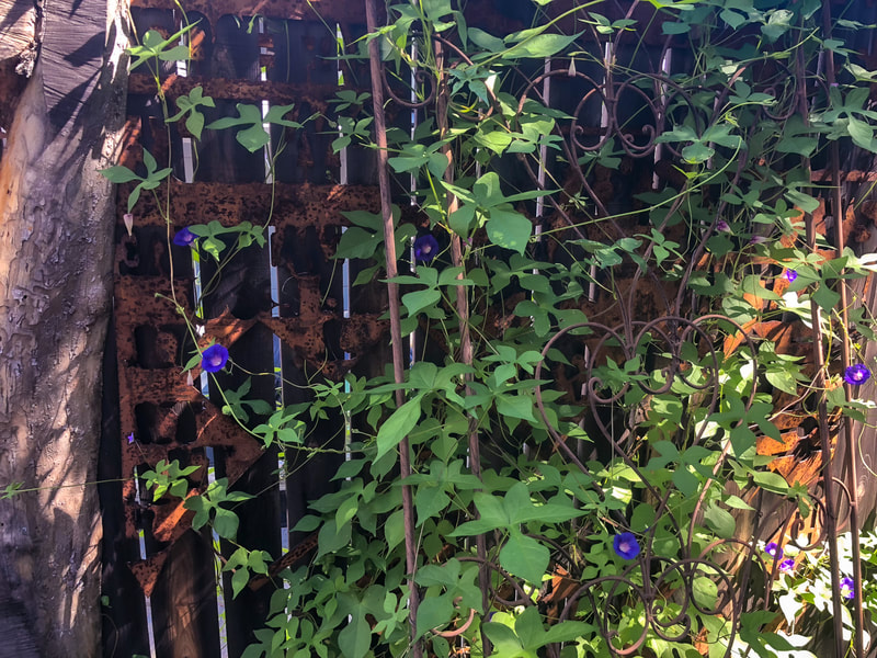 Wild morning glory vines making a home in the garden