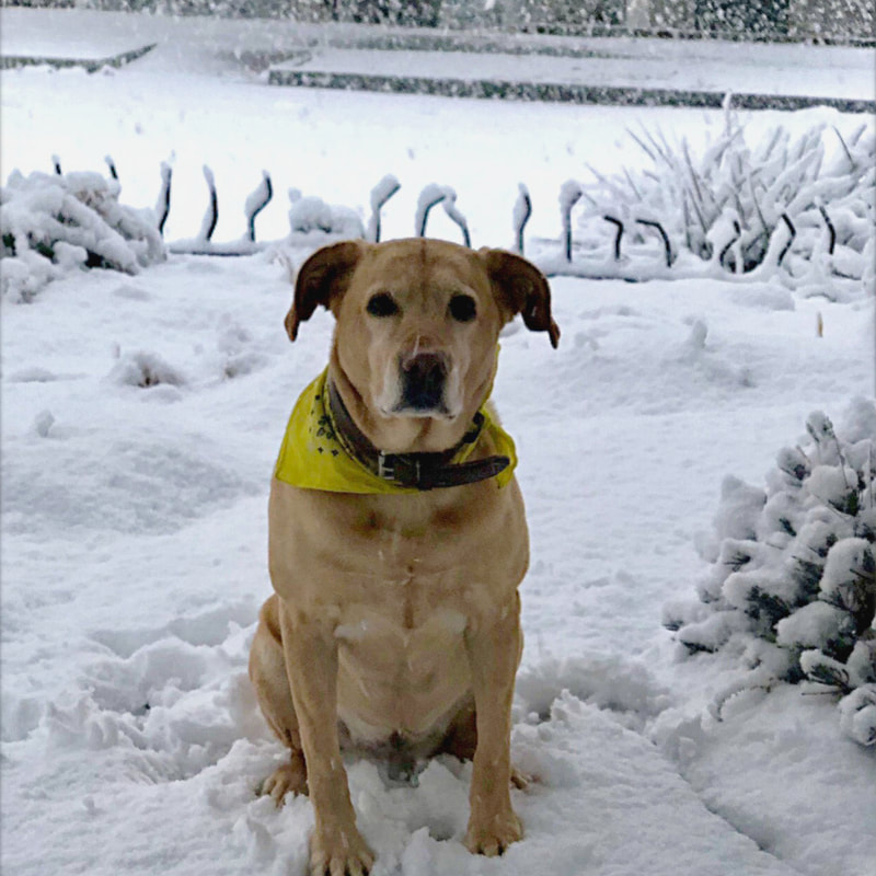 A sweet yellow lab in the snow with a yellow kerchief
