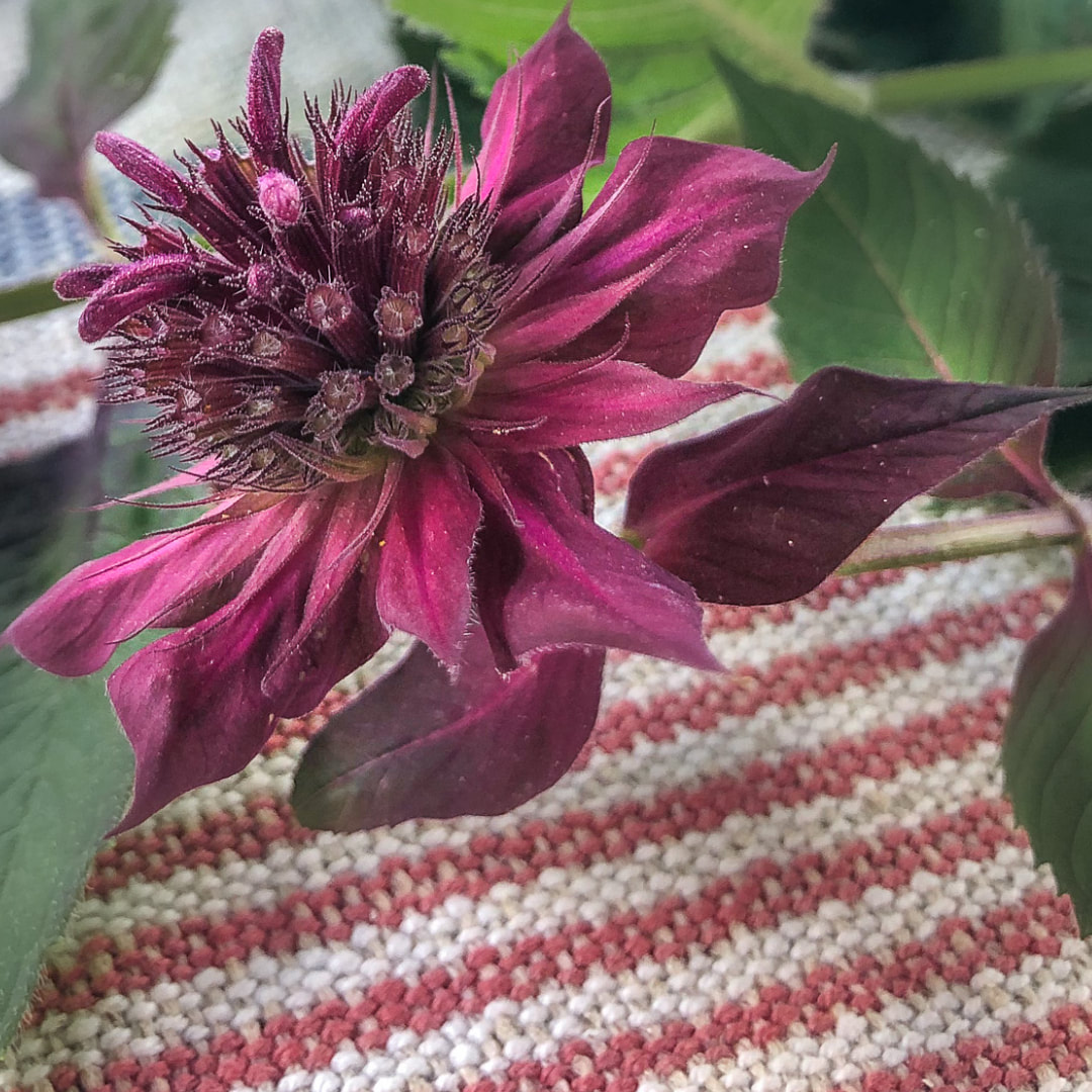 a closeup of a monarda raspberry wine bloom