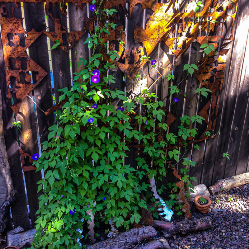 Wild morning glories climbing up a wood fence in our garden