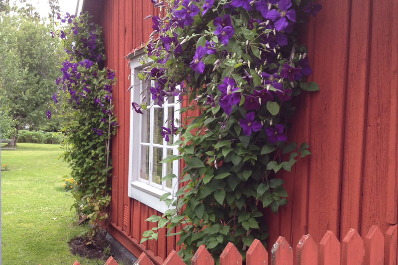 Clematis climbing and adorning a small Swedish cottage