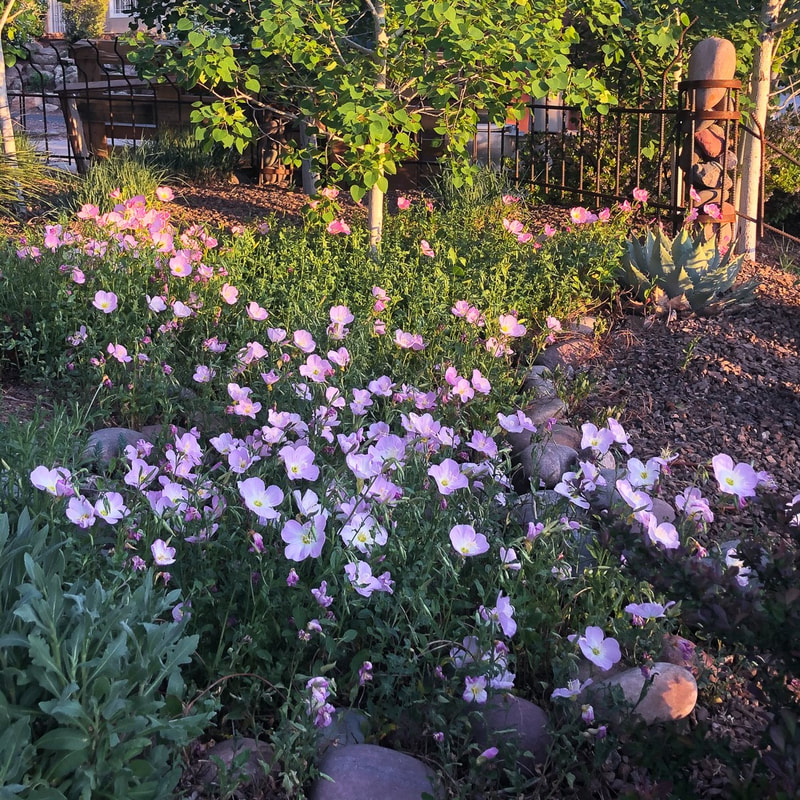 Mexican evening primrose growing in our Prescott AZ garden
