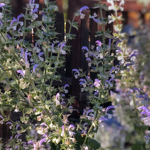 clary sage blooms against a wood fence