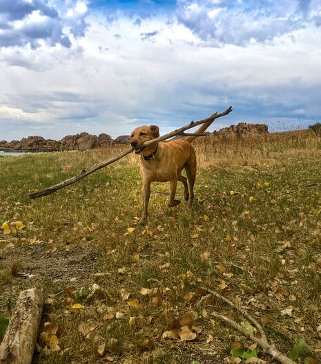 Ibis the yellow lab loving the simple joys of a stick