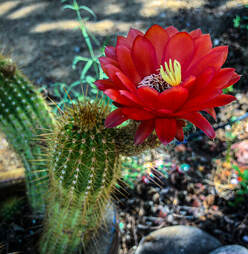 An enormous cactus bloom in my garden