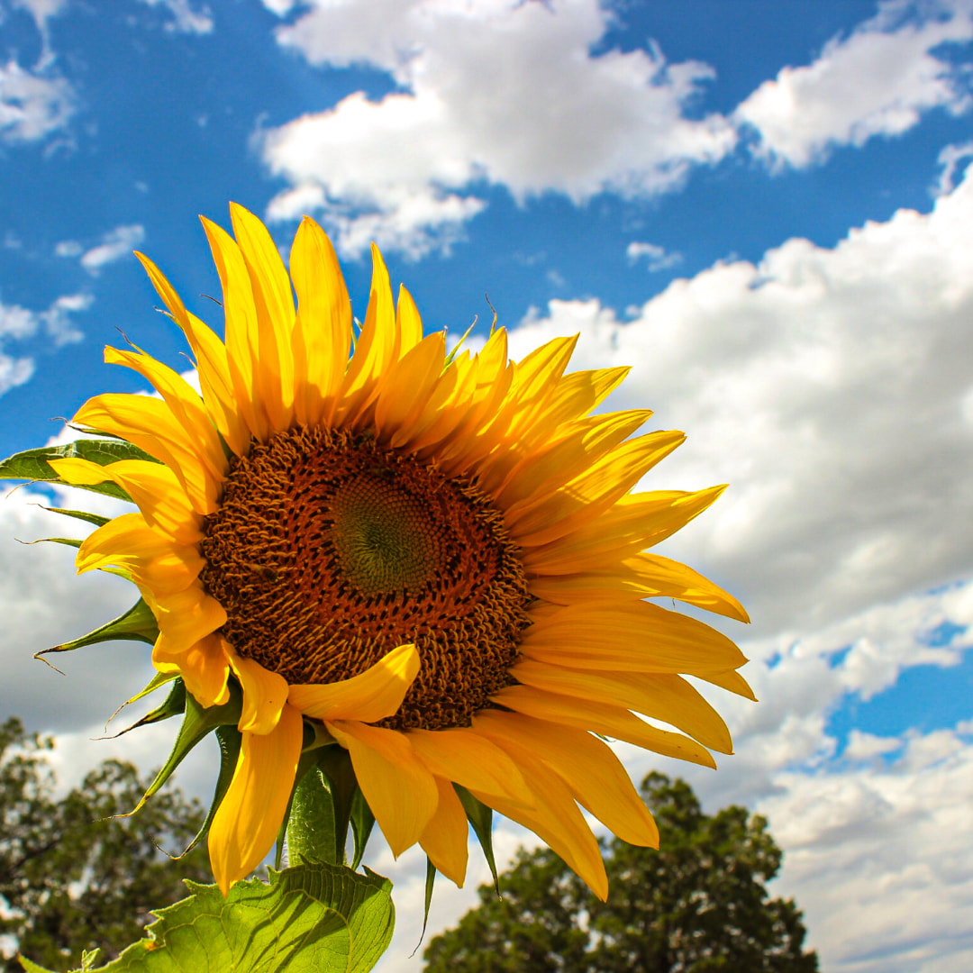 Glowing sunflower with the blue sky and clouds behind