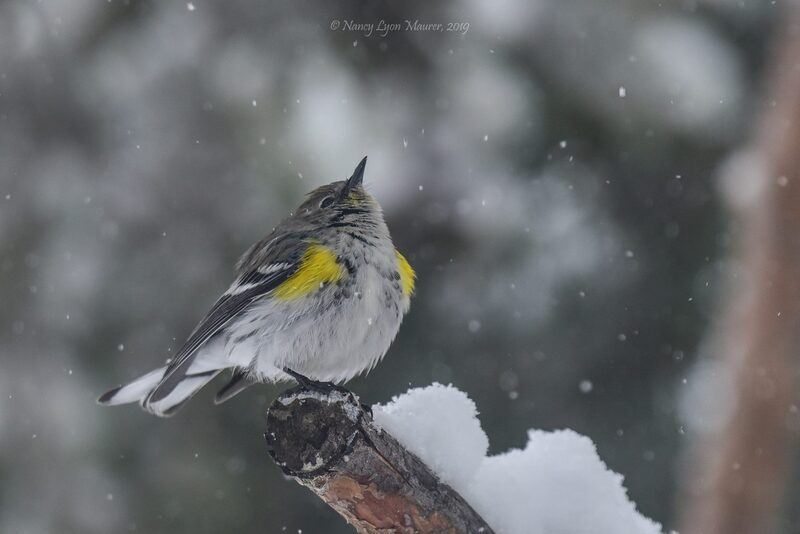 small finch enjoying a moment in winter